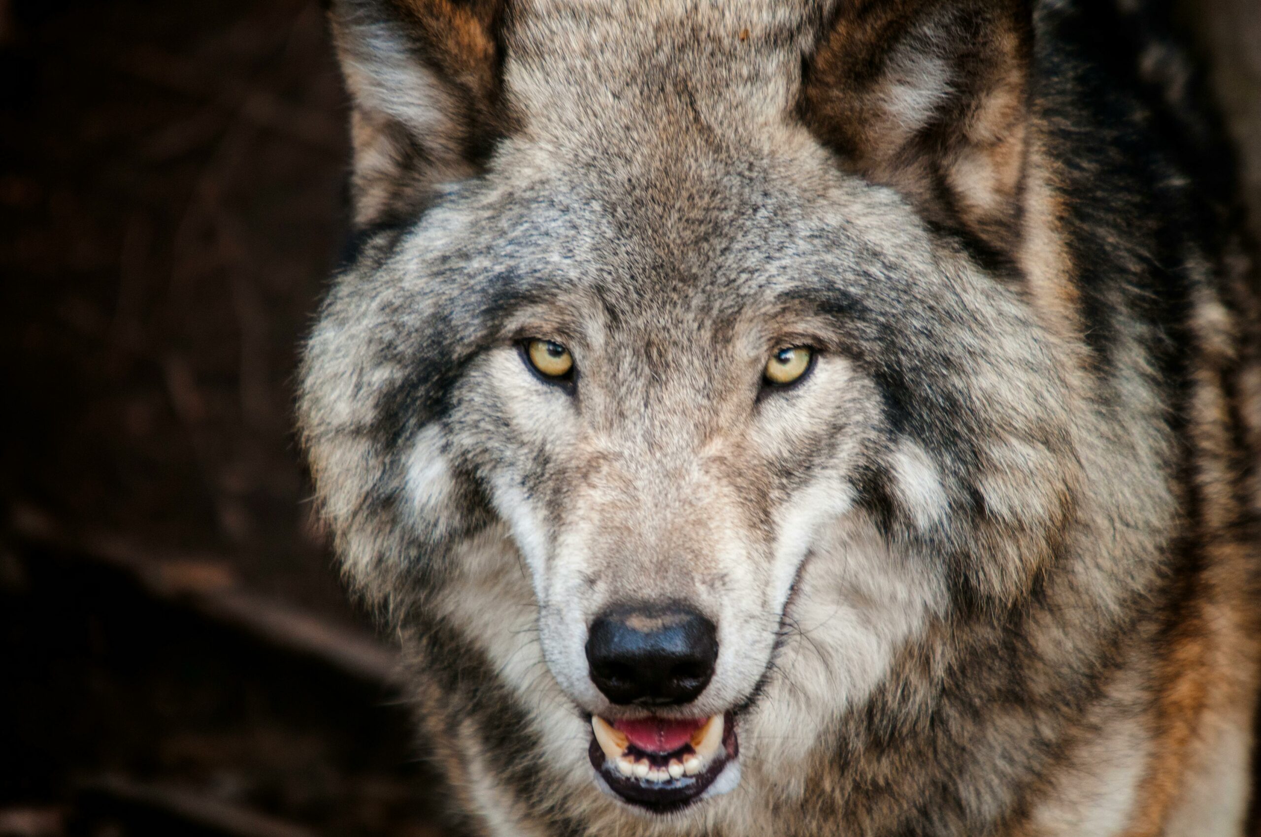 Sortie scolaire au Parc de Courzieu 🐺