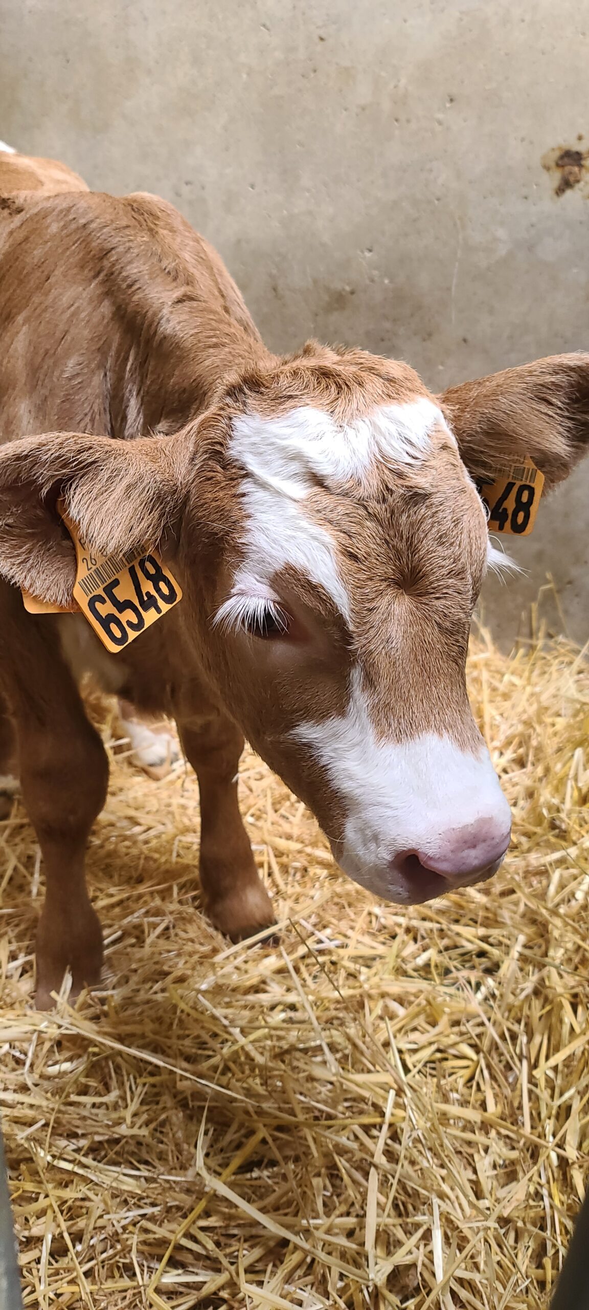 🐄 Projet Ferme en PS-MS 🌾